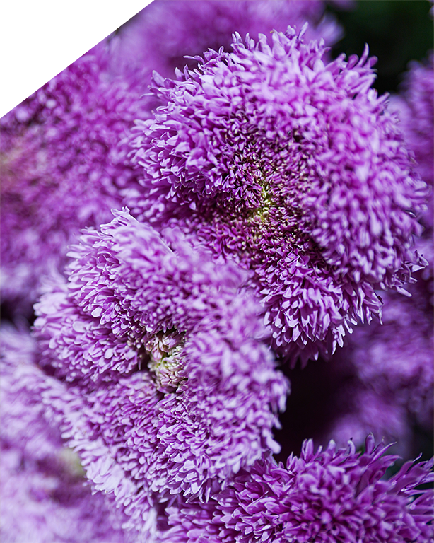 bouquets fleurs coupées rungis