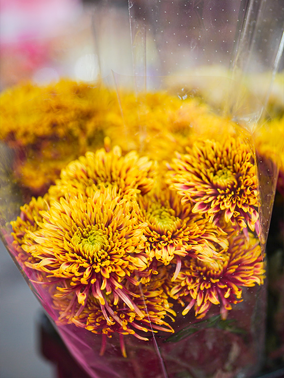 fleurs coupées françaises