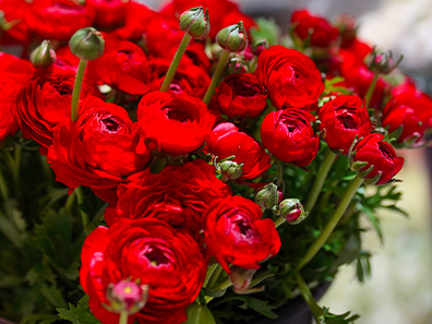 renoncules fleurs d'hivers