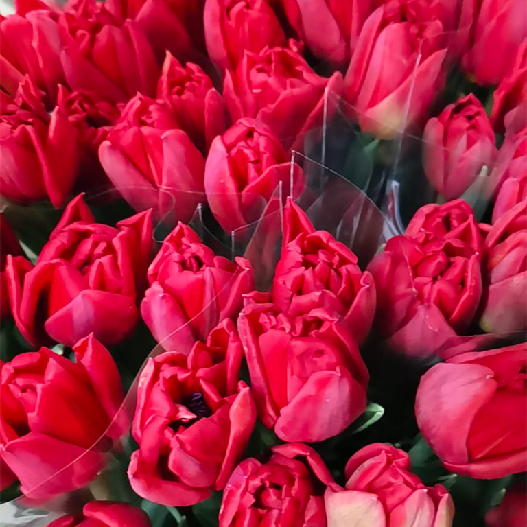 tulipes fleurs printemps